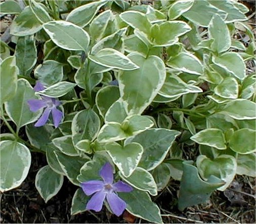 variegated vinca major