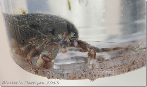 16-hermit-crab