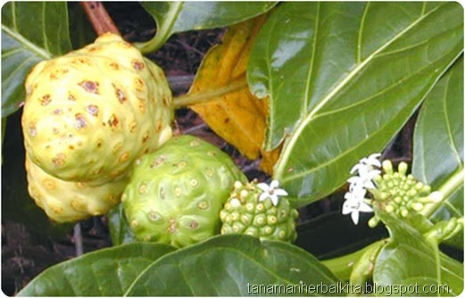 buah mengkudu.jpg buah mengkudu.jpg