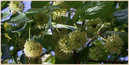 Chinese Herb Uncaria Rhynchophylla May Treat Parkinson’s Disease.png Chinese Herb Uncaria Rhynchophylla May Treat Parkinson s Disease