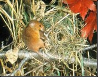 Harvest Mouse nest (internet)