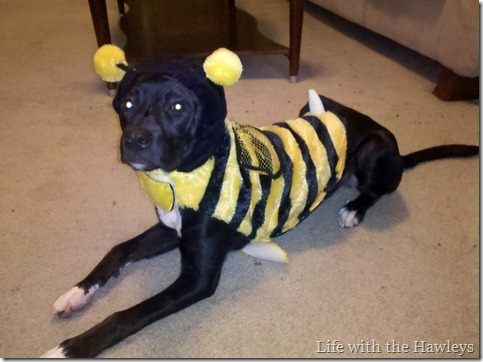 Tomlin Halloween 2-2 Tomlin Halloween 2-2