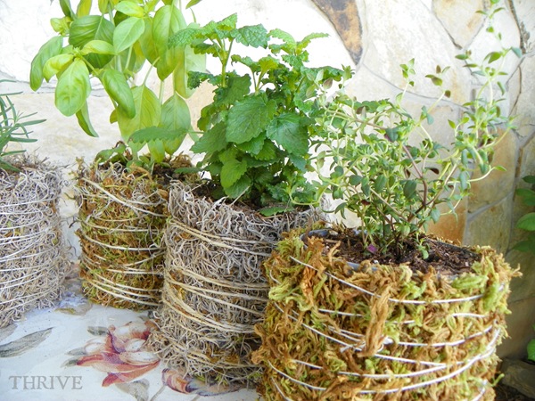 herbs.3