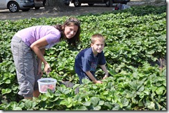 Strawberry Picking May 2011 12