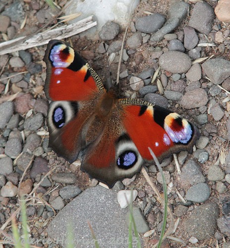 [8-Peacock-Butterfly%255B2%255D.jpg]