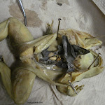 dissect13_male.jpg