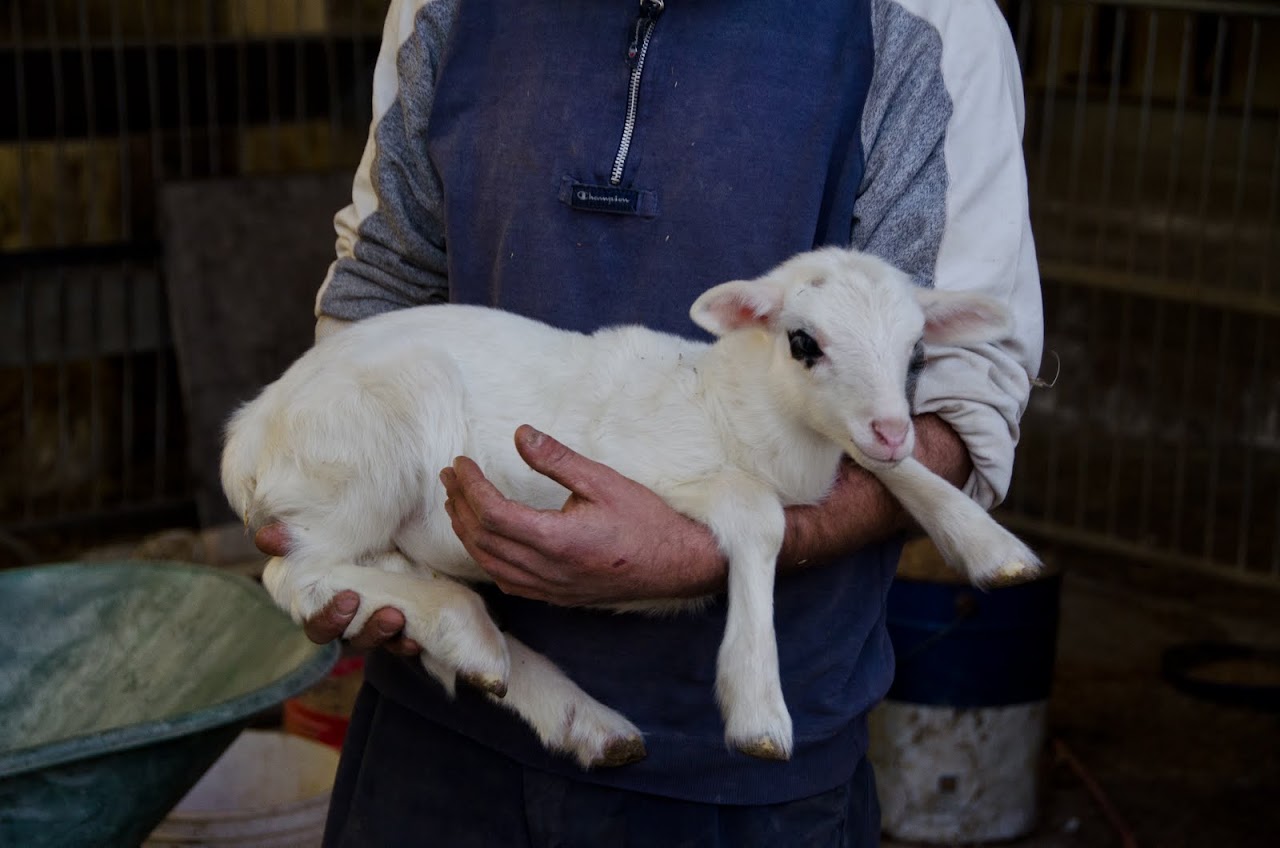 Baby lamb