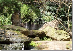 Snow Leopards, Taronga Zoo