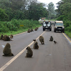 Paviane auf der Straße © Fotos: Doreen Schütze | Outback Africa Erlebnisreisen