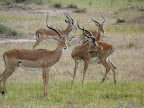 Akagera Nationalpark