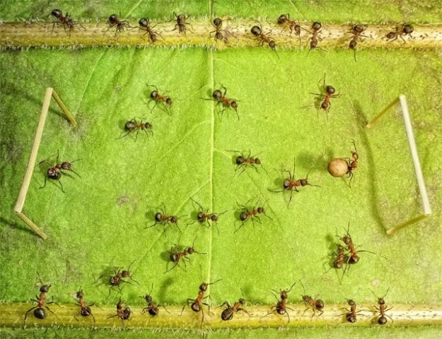 [Life-of-Ants-Andrey-Pavlov-10%255B17%255D.jpg]