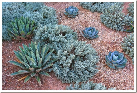 Desert Botanical Garden (Phoenix, AZ)—Part 2