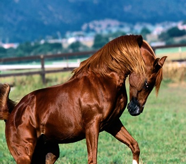 Prestigious London International Horse Show near Kensington London Hotels