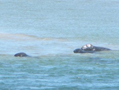 7.30.12 Chatham light beach seal near sand bar5