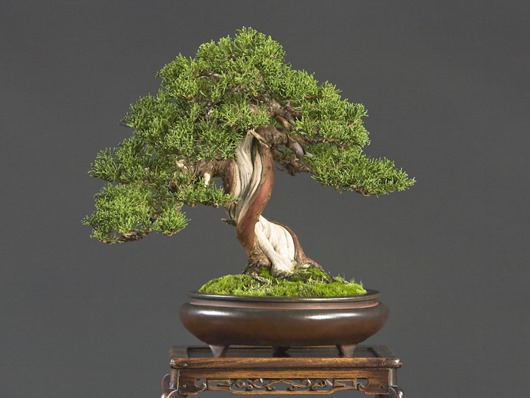 [bonsai4_big%255B3%255D.jpg]