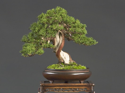 [bonsai4_big%5B3%5D.jpg]