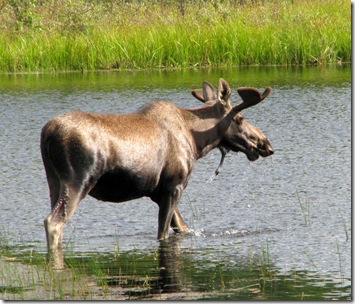 Moose #3   45.5Mi.Pond 8-1-2011 3-46-18 PM 2546x2168.Pond 8-1-2011 3-46-18 PM 2546x2168