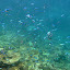Thousands of Fish - Oak Beach, Australia