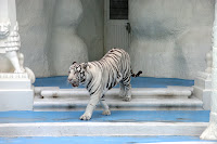 White Tiger at MGM