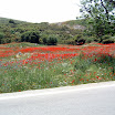 Klaprozen