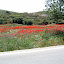 Flora en fauna