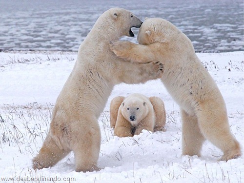 animais national geographic desbaratinando (45) animais national geographic desbaratinando (45)