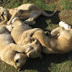 lion12.jpg