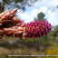 #54 PINACEAE Pinus pinaster(ID Flora On)[Maia,NF37_P.S.P.Avioso,CA&CMMaia]_P1570713.JPG