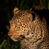 Zambia