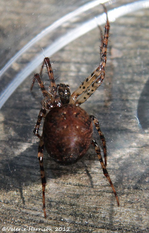 [spider-2%255B2%255D.jpg]