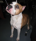 American Staffordshire Terrier