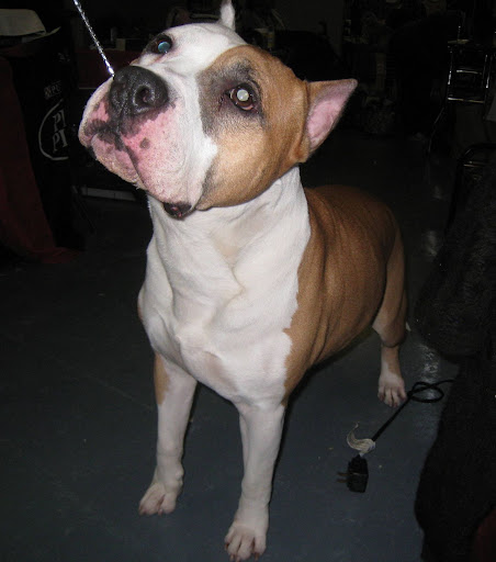 American Staffordshire Terrier