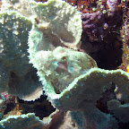 Scorpionfish (Bangka Island)