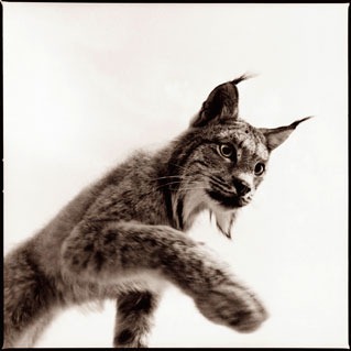 [lynx-1_D%255B5%255D.jpg]