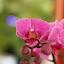 orchid_0071.JPG