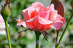 11   - Glória Ishizaka - Rosas do Jardim Botânico Nagai - Osaka