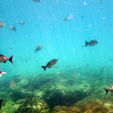 Swimming Through A School of Fish - Noumea, New Caledonia