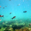 Swimming Through A School of Fish - Noumea, New Caledonia