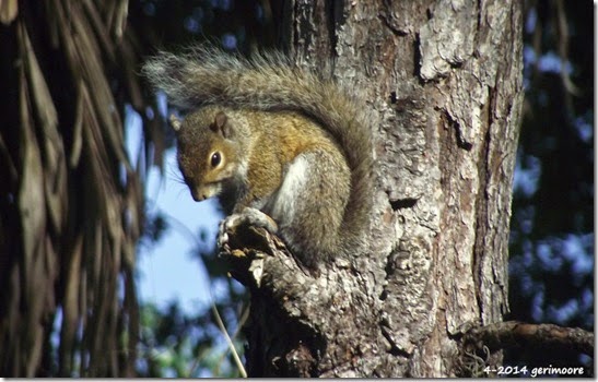 squirrel wildlife 011