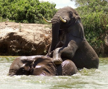 Elephants in Kazinga Channel