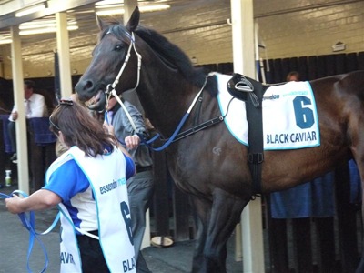 black_caviar2 (Medium)