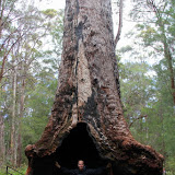 Walking In The Valley of the Ancients - Valley of the Giants, Australia