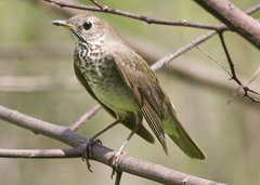 Gray Cheeked Warbler