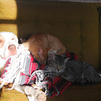 Our Animals Our Animals