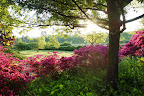 A Morning Garden Stroll at Bedford
