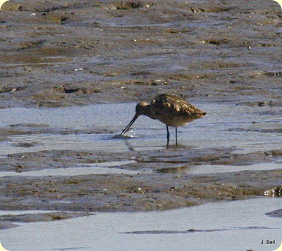 Marbled Godwit