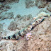 P5128146