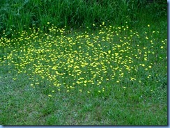 4513 Bass Lake Provincial Park - our walk in the Park -field of flowers