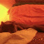 cats_renesme_2009-12-27_02.JPG