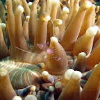 Shrimp (Pemuteran, Noth Bali)